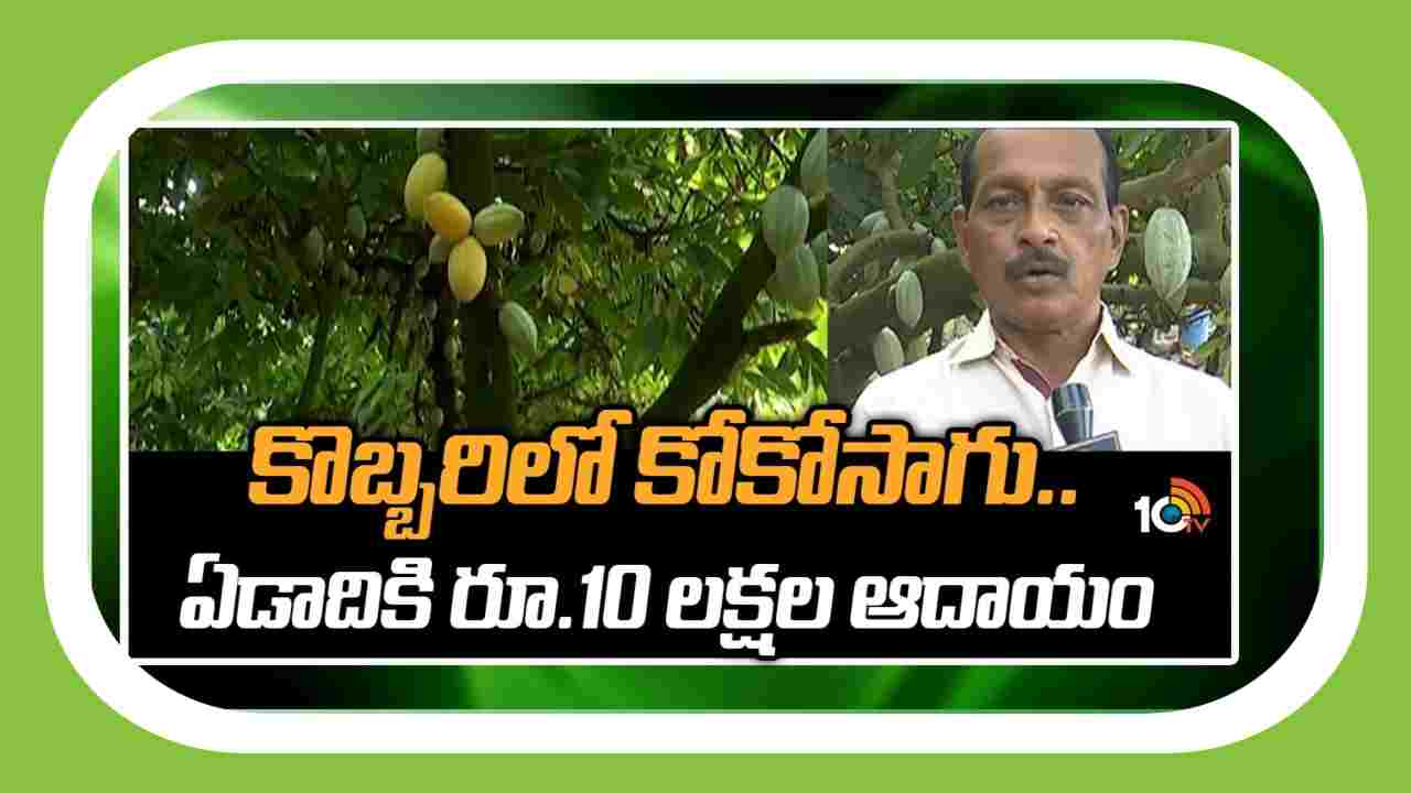 Cocoa Cultivation : కొబ్బరిలో అంతర పంటగా కోకో సాగు.. ఏడాదికి రూ. 10 లక్షల ఆదాయం Cocoa Cultivation : కొబ్బరిలో అంతర పంటగా కోకో సాగు.. ఏడాదికి రూ. 10 లక్షల ఆదాయం