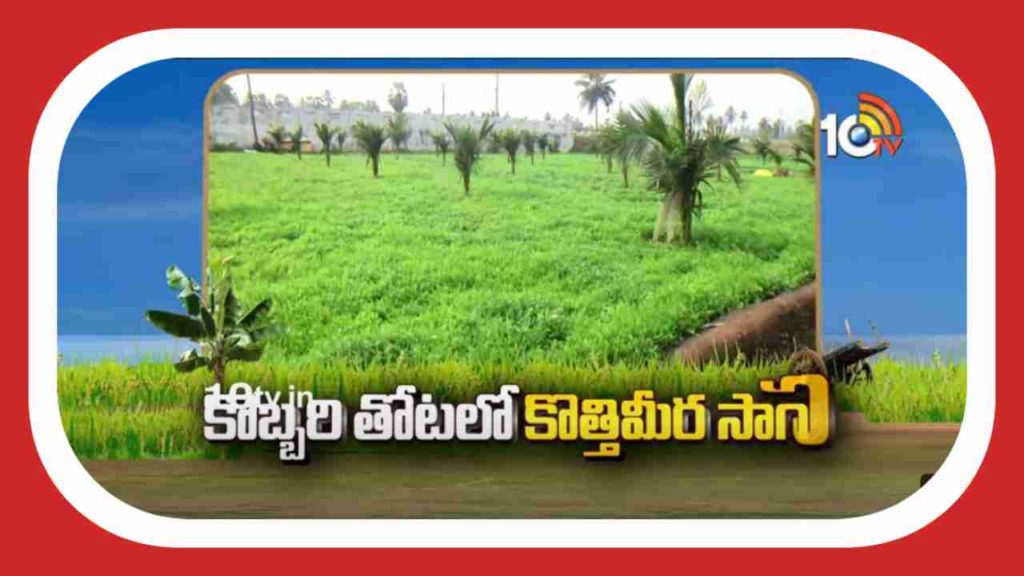 Coriander Cultivation
