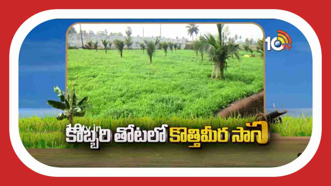 Coriander Cultivation : కొబ్బరిలో అంతర పంటగా కొత్తిమీర సాగు.. తక్కువ సమయంలోనే అధిక లాభాలు ఆర్జిస్తున్న రైతు Coriander Cultivation : కొబ్బరిలో అంతర పంటగా కొత్తిమీర సాగు.. తక్కువ సమయంలోనే అధిక లాభాలు ఆర్జిస్తున్న రైతు