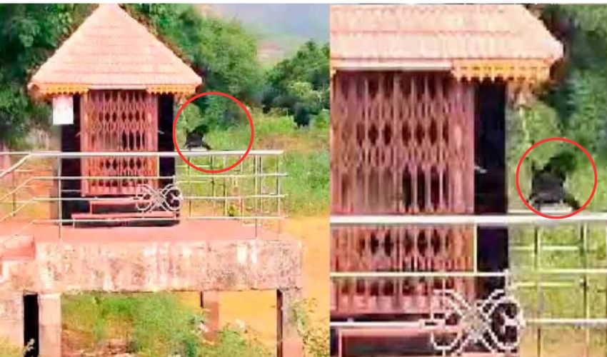 Crow Ringing bell in temple