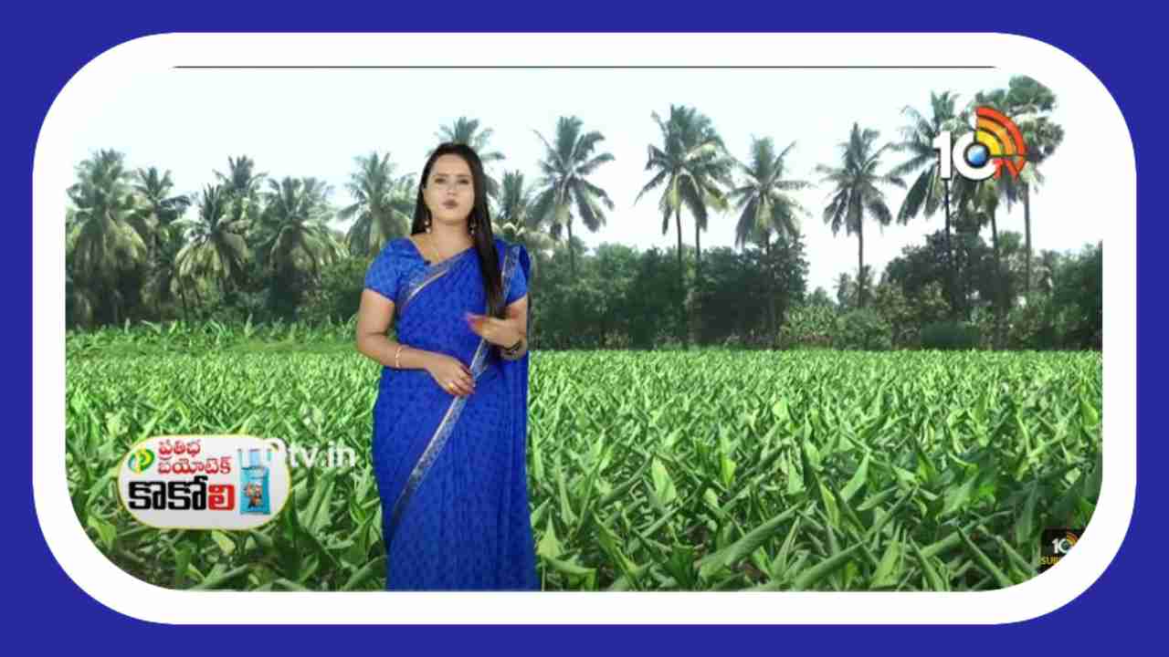 Cultivation of Turmeric : విశాఖ ఏజెన్సీలో వర్షాధారంగా పసుపు సాగు Cultivation of Turmeric : విశాఖ ఏజెన్సీలో వర్షాధారంగా పసుపు సాగు