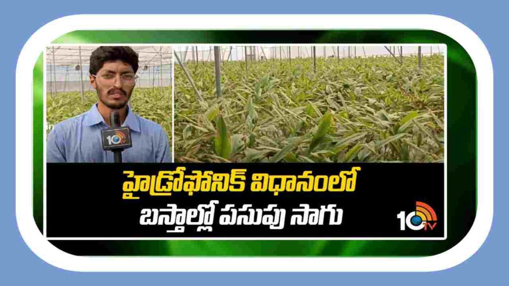 Cultivation of turmeric