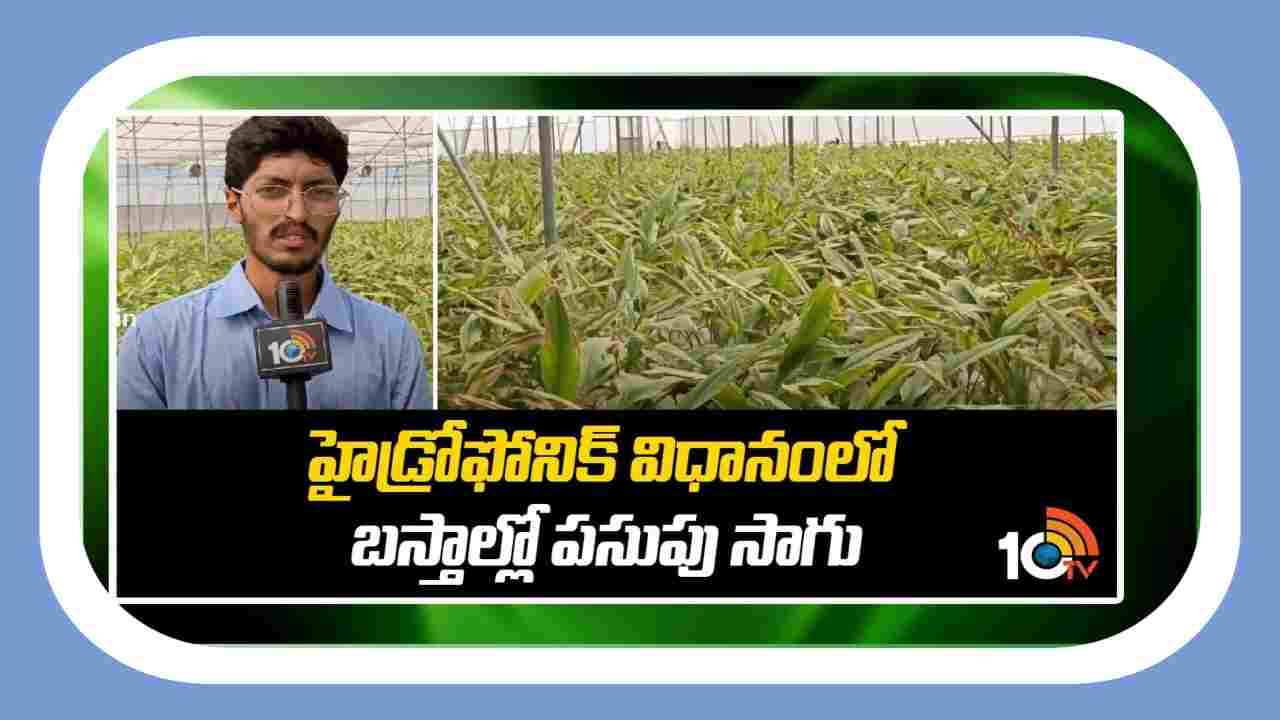 Cultivation Of Turmeric : హైడ్రోఫోనిక్ విధానంలో.. బస్తాల్లో పసుపు సాగు Cultivation Of Turmeric : హైడ్రోఫోనిక్ విధానంలో.. బస్తాల్లో పసుపు సాగు