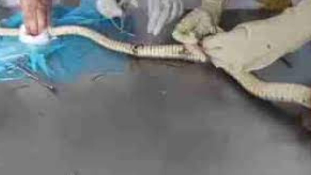 Doctors Operation Snake