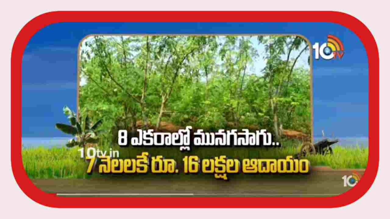 Munaga Sagu : 8 ఎకరాల్లో మునగసాగు.. 7 నెలలకే రూ. 16 లక్షల ఆదాయం Munaga Sagu : 8 ఎకరాల్లో మునగసాగు.. 7 నెలలకే రూ. 16 లక్షల ఆదాయం