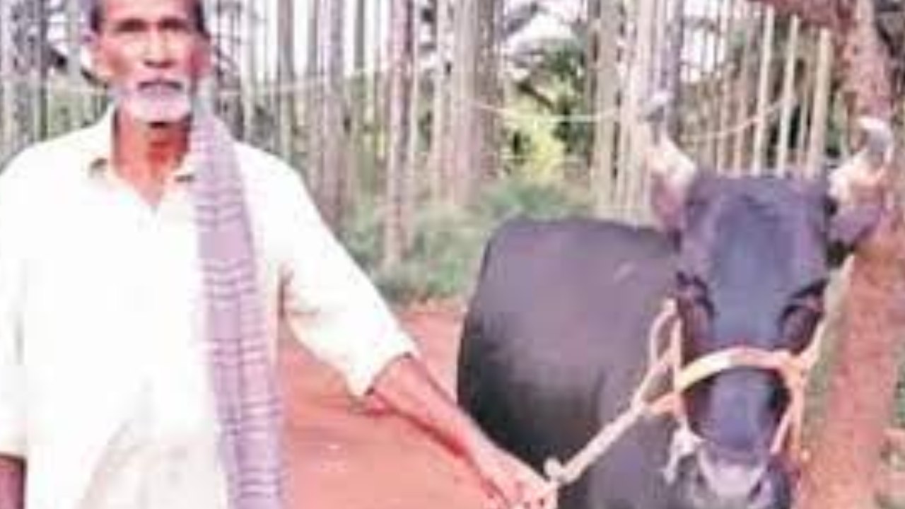 Karnataka : చిరుత దాడి నుంచి యజమానిని కాపాడిన ఆవు, శునకం Karnataka : చిరుత దాడి నుంచి యజమానిని కాపాడిన ఆవు, శునకం