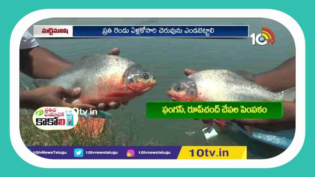 Fish Production