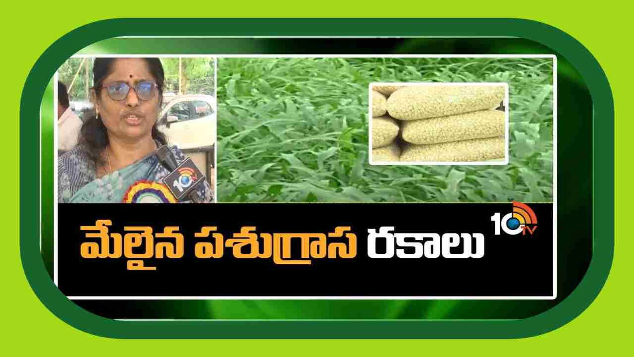 Nutritional Elements in Fodder : అధిక పోషక విలువలు కలిగిన పశుగ్రాసాలు Nutritional Elements in Fodder : అధిక పోషక విలువలు కలిగిన పశుగ్రాసాలు