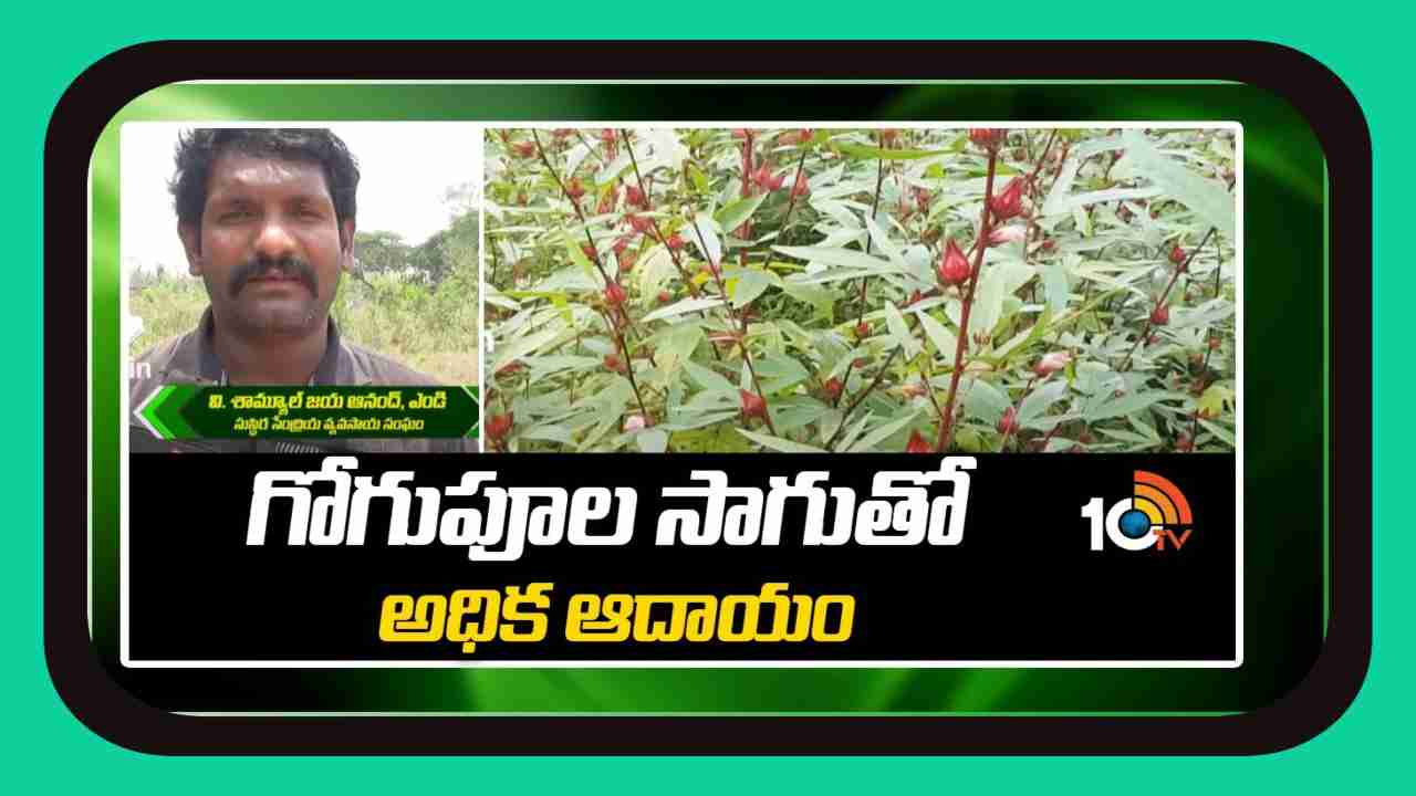 Gogu Flowers Cultivation : విశాఖ మన్యంలో గోగు పూల సాగు.. ఒక పంటతో మూడు ఆదాయాలు పొందుతున్న గిరిజన రైతులు Gogu Flowers Cultivation : విశాఖ మన్యంలో గోగు పూల సాగు.. ఒక పంటతో మూడు ఆదాయాలు పొందుతున్న గిరిజన రైతులు