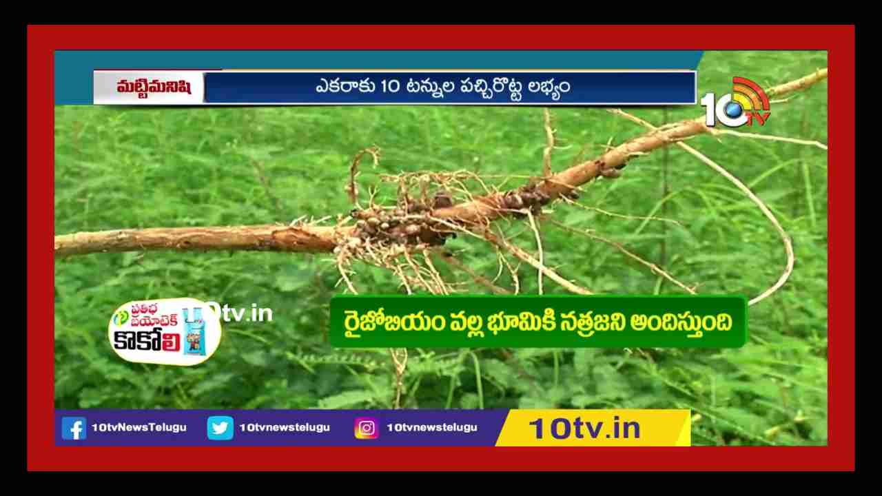 Soil Fertility : పచ్చిరొట్ట పైర్ల సాగుతో పెరగనున్న భూసారం.. తక్కువ పెట్టుబడితో ఎక్కువ దిగుబడులు Soil Fertility : పచ్చిరొట్ట పైర్ల సాగుతో పెరగనున్న భూసారం.. తక్కువ పెట్టుబడితో ఎక్కువ దిగుబడులు