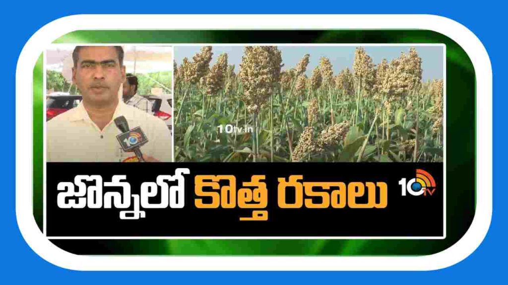 Green Sorghum