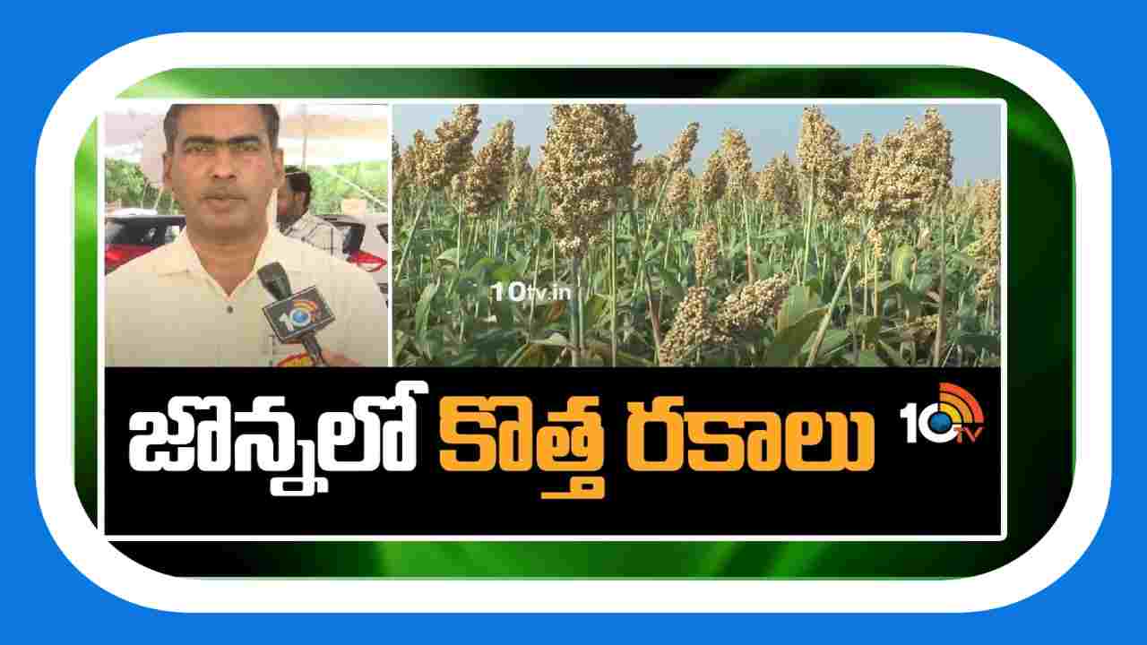 Sorghum Varieties : రైతులకు అందుబాటులో నూతన జొన్న రకాలు Sorghum Varieties : రైతులకు అందుబాటులో నూతన జొన్న రకాలు