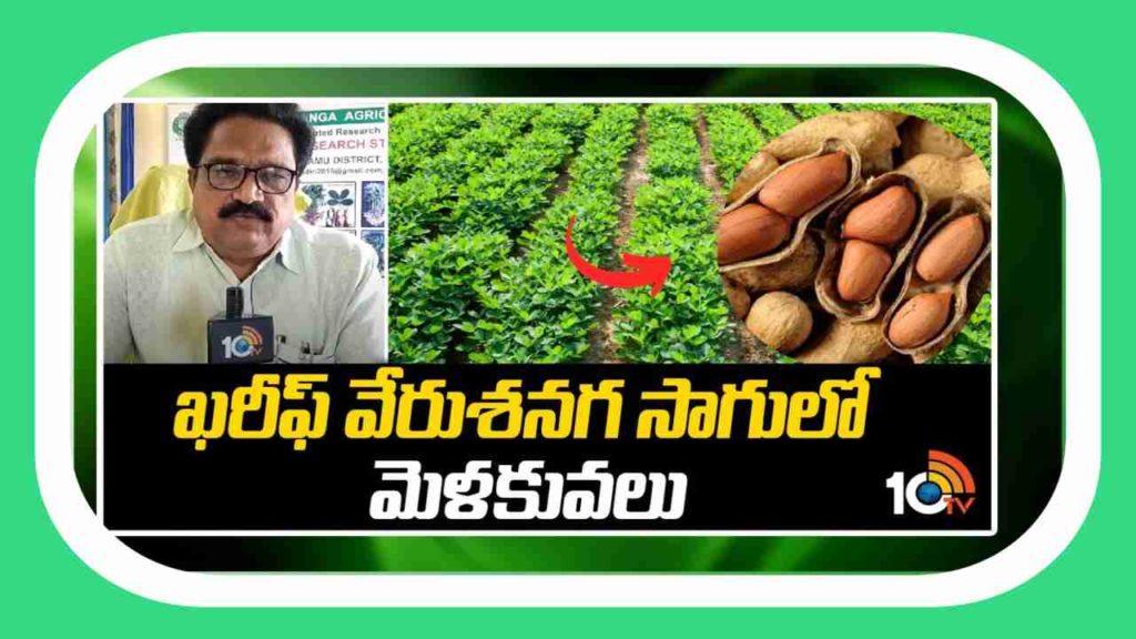 Groundnut Cultivation