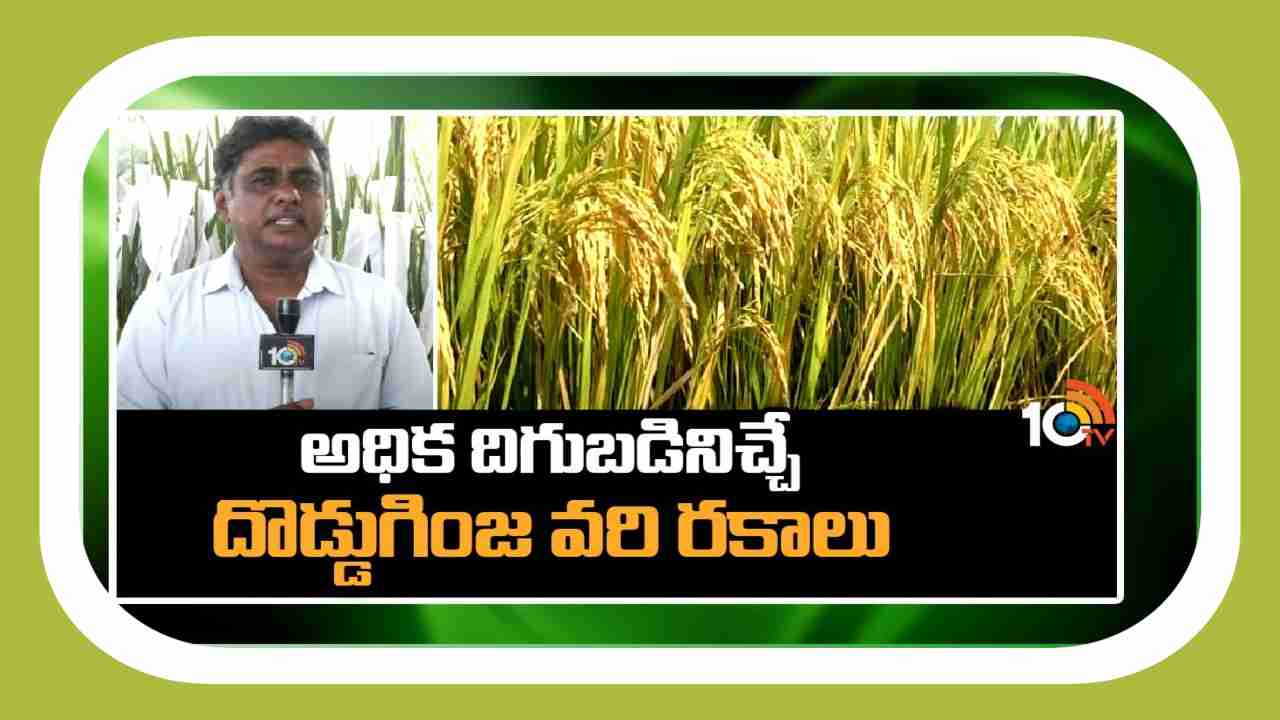 High Yield Rice Crops : అధిక దిగుబడినిచ్చే దొడ్డుగింజ వరి రకాలు High Yield Rice Crops : అధిక దిగుబడినిచ్చే దొడ్డుగింజ వరి రకాలు