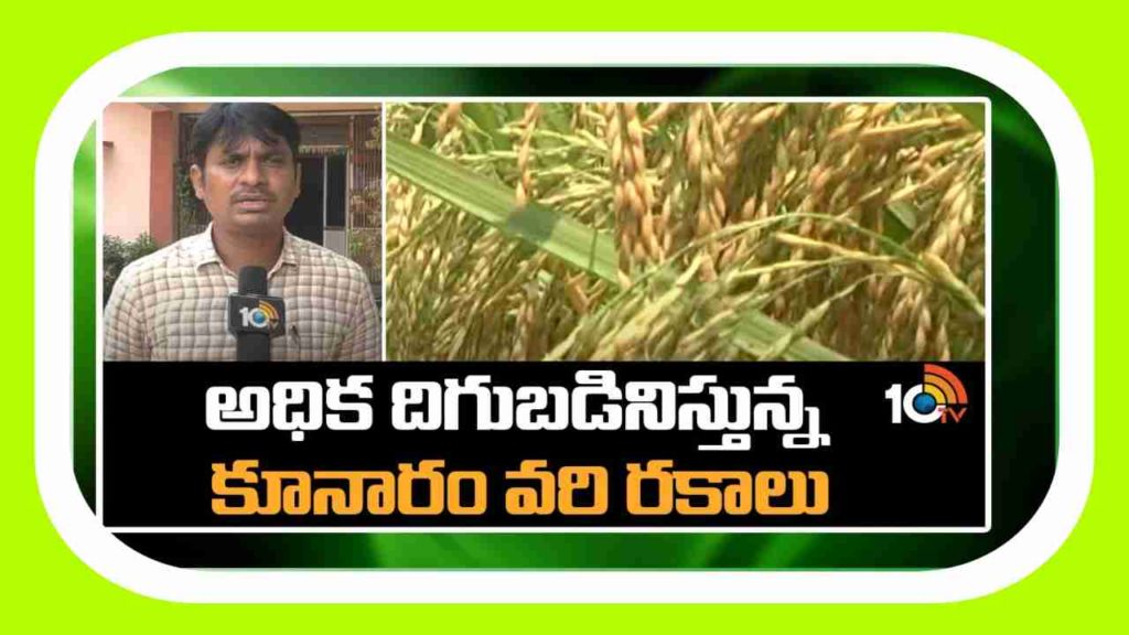 High Yielding Paddy Variety