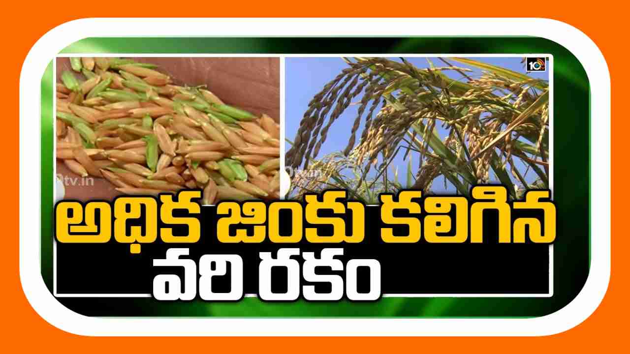 High Yielding Rice Variety : డయాబెటిక్ ఫ్రెండ్లీ రైస్.. డి.ఆర్.ఆర్ ధాన్-45, ఇంఫ్రూవుడ్ సాంబమషూరి High Yielding Rice Variety : డయాబెటిక్ ఫ్రెండ్లీ రైస్.. డి.ఆర్.ఆర్ ధాన్-45, ఇంఫ్రూవుడ్ సాంబమషూరి