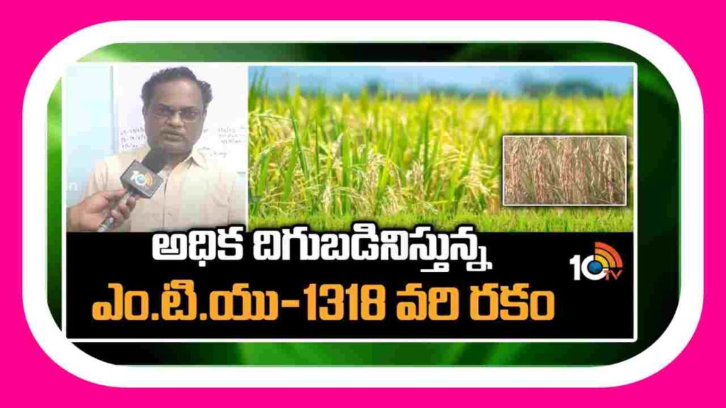 High Yields from MTU 1318