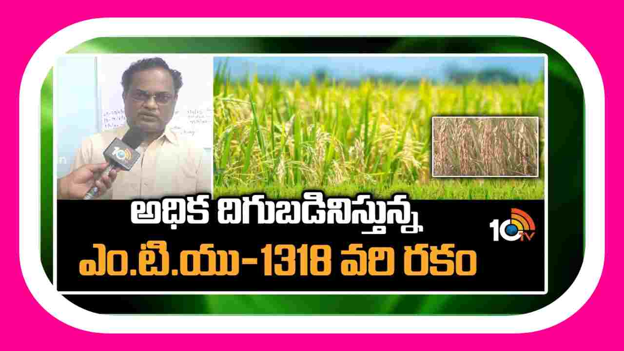 High Yielding Rice Variety : అధిక దిగుబడినిస్తున్న.. ఎం.టి.యు 1318 వరి రకం High Yielding Rice Variety : అధిక దిగుబడినిస్తున్న.. ఎం.టి.యు 1318 వరి రకం