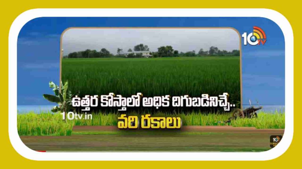 High yielding rice varieties