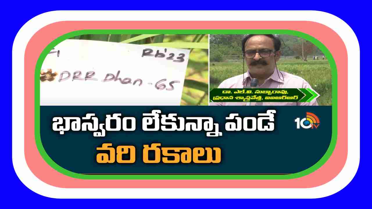 High Yielding Rice : భాస్వర శాతం తక్కువగా ఉన్న అధిక దిగుబడినిచ్చే వరి రకాలు High Yielding Rice : భాస్వర శాతం తక్కువగా ఉన్న అధిక దిగుబడినిచ్చే వరి రకాలు