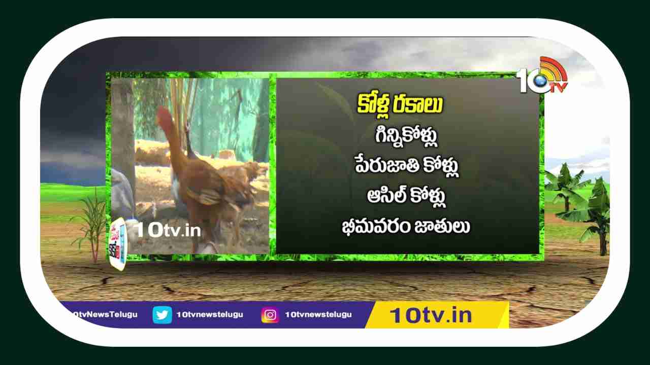 Integrated Farming : ప్రణాళిక బద్ధంగా సమీకృత వ్యవసాయం.. కొబ్బరితో పాటు చేపలు , కోళ్లు పెంపకం Integrated Farming : ప్రణాళిక బద్ధంగా సమీకృత వ్యవసాయం.. కొబ్బరితో పాటు చేపలు , కోళ్లు పెంపకం