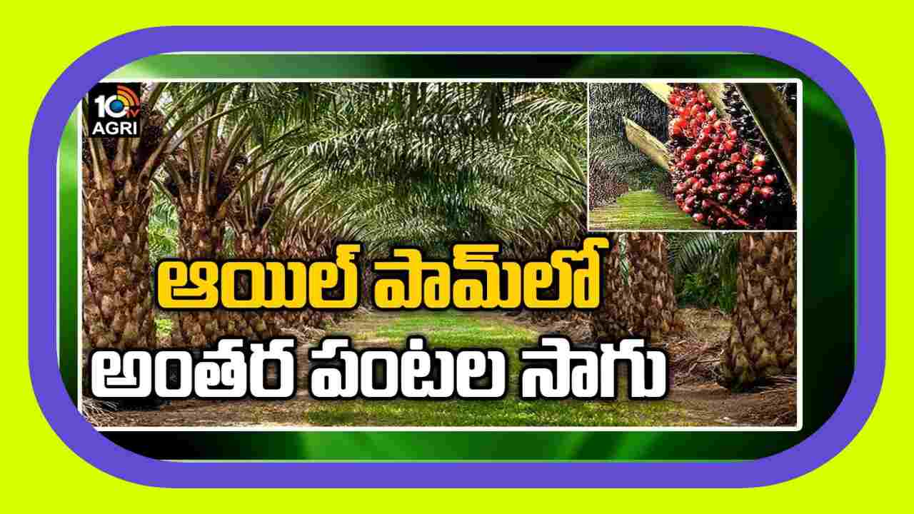 Intercropping In Oil Palm : పామాయిల్ లో అంతర పంటగా బొప్పాయి, పుచ్చసాగు Intercropping In Oil Palm : పామాయిల్ లో అంతర పంటగా బొప్పాయి, పుచ్చసాగు