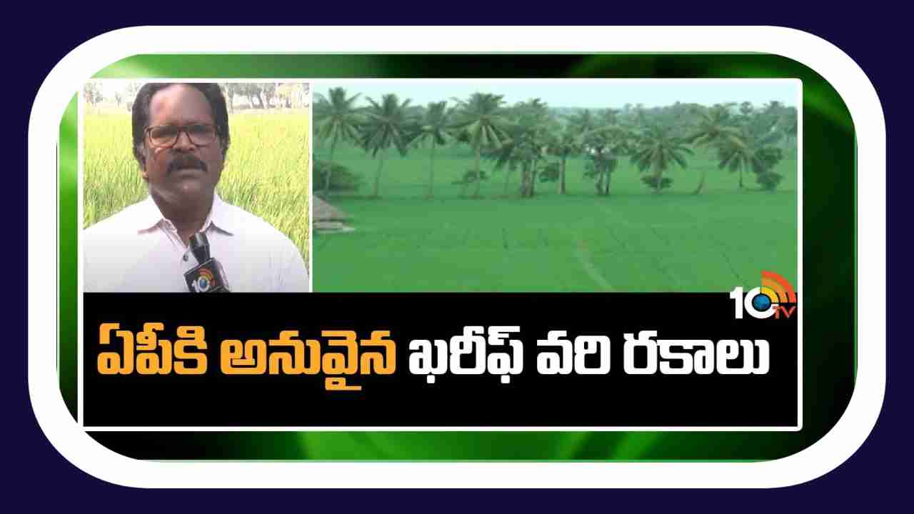 Kharif Rice Varieties : ఏపికి అనువైన ఖరీఫ్ వరి రకాలు Kharif Rice Varieties : ఏపికి అనువైన ఖరీఫ్ వరి రకాలు