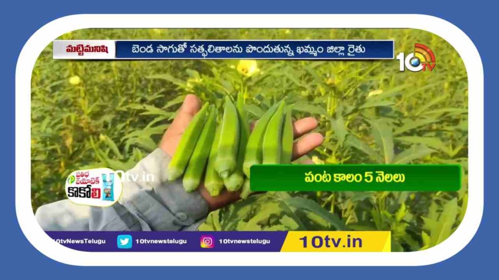 Lady Fingers Cultivation