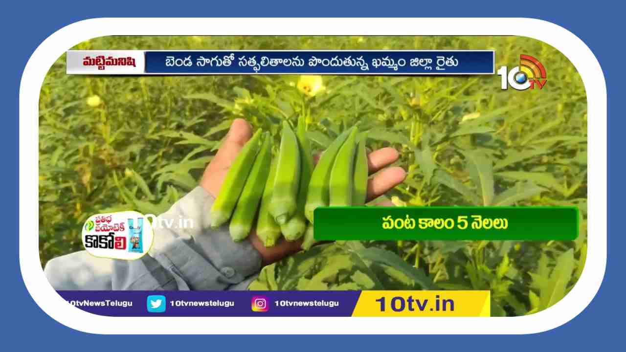 Lady Fingers Cultivation : బెండసాగుతో.. రైతులకు లాభాలు అధికం Lady Fingers Cultivation : బెండసాగుతో.. రైతులకు లాభాలు అధికం
