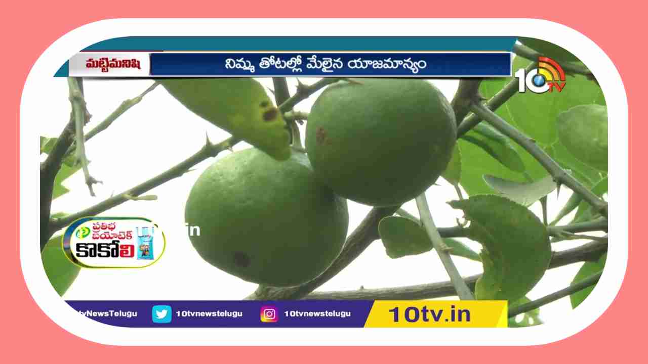 Lemon Tree Cultivation : రైతులకు అందుబాటులో మేలైన నిమ్మరకాలు.. అధిక దిగుబడులకోసం తోటల్లో చేయాల్సిన యాజామాన్యం Lemon Tree Cultivation : రైతులకు అందుబాటులో మేలైన నిమ్మరకాలు.. అధిక దిగుబడులకోసం తోటల్లో చేయాల్సిన యాజామాన్యం