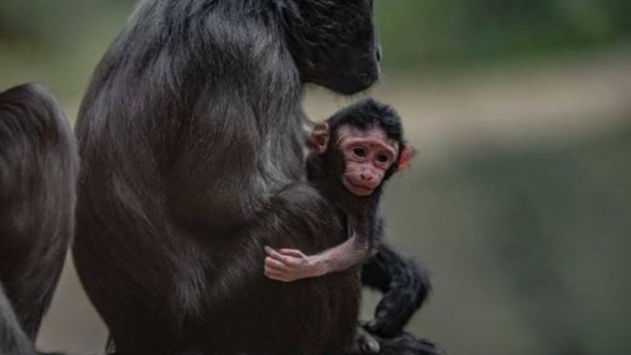 Macaque Monkey : అరుదైన మకాక్ జాతి కోతి పిల్ల.. బ్రిటన్ చెస్టర్ జూలో జననం Macaque Monkey : అరుదైన మకాక్ జాతి కోతి పిల్ల.. బ్రిటన్ చెస్టర్ జూలో జననం