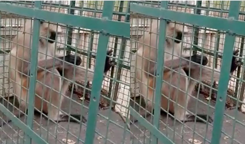 ‘Most Wanted Monkey : కంత్రీ కోతి .. పట్టుకున్నందుకు రూ.21,000 వేలు బహుమతి ‘Most Wanted Monkey : కంత్రీ కోతి .. పట్టుకున్నందుకు రూ.21,000 వేలు బహుమతి