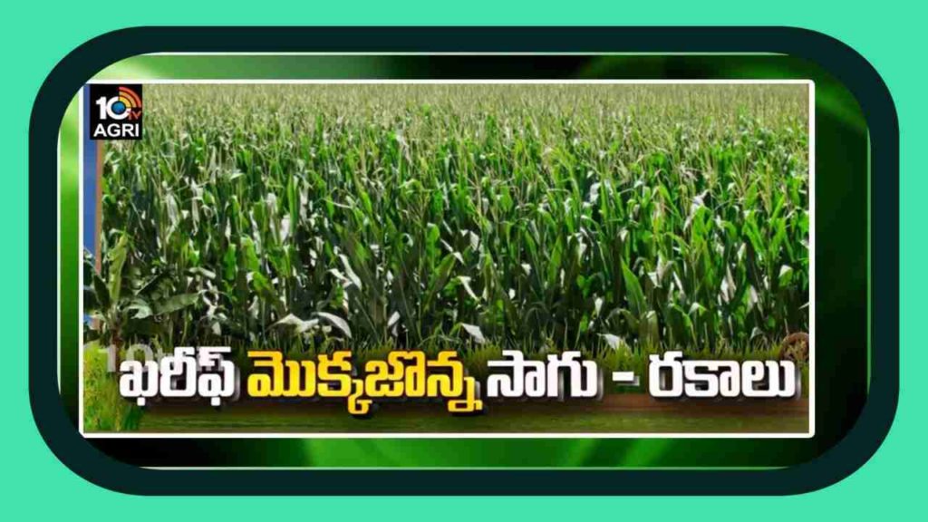 Maize Varieties
