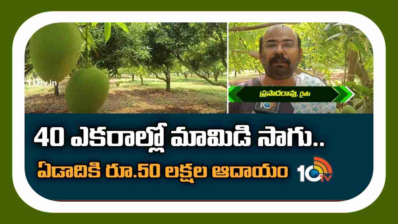 Mango Farming : 40 ఎకరాల్లో మామిడి సాగు.. ఏడాదికి రూ. 50 లక్షల నికర ఆదాయం Mango Farming : 40 ఎకరాల్లో మామిడి సాగు.. ఏడాదికి రూ. 50 లక్షల నికర ఆదాయం