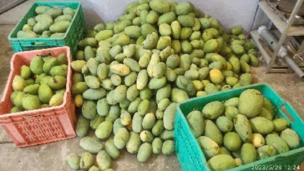 Mangoes