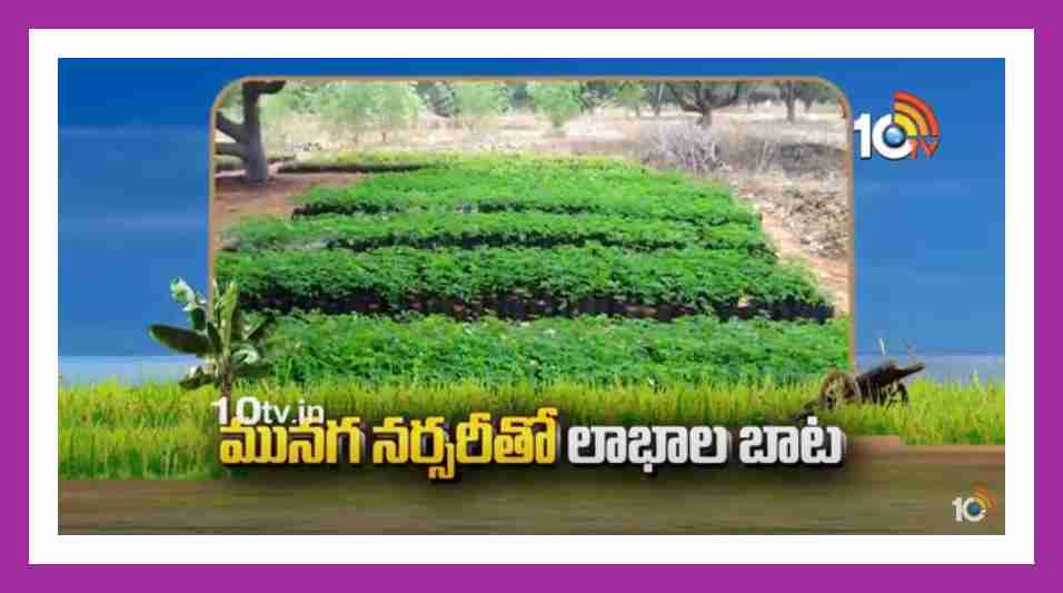 Munaga Nursery : మునగ నర్సరీతో లాభాల బాట.. ఒక సారి నాటితే 3 సంవత్సరాల పాటు దిగుబడి Munaga Nursery : మునగ నర్సరీతో లాభాల బాట.. ఒక సారి నాటితే 3 సంవత్సరాల పాటు దిగుబడి