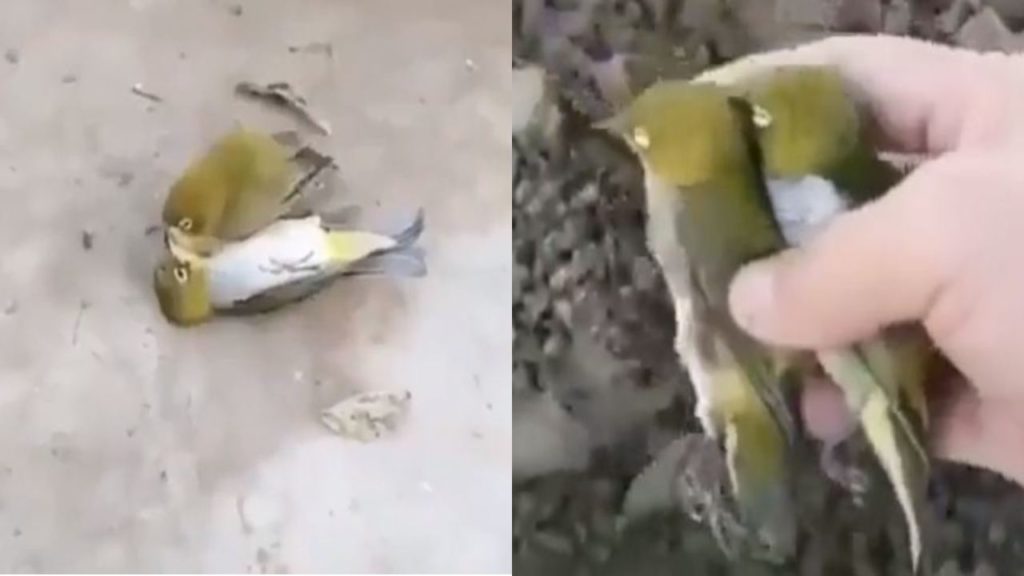 Birds Viral Video