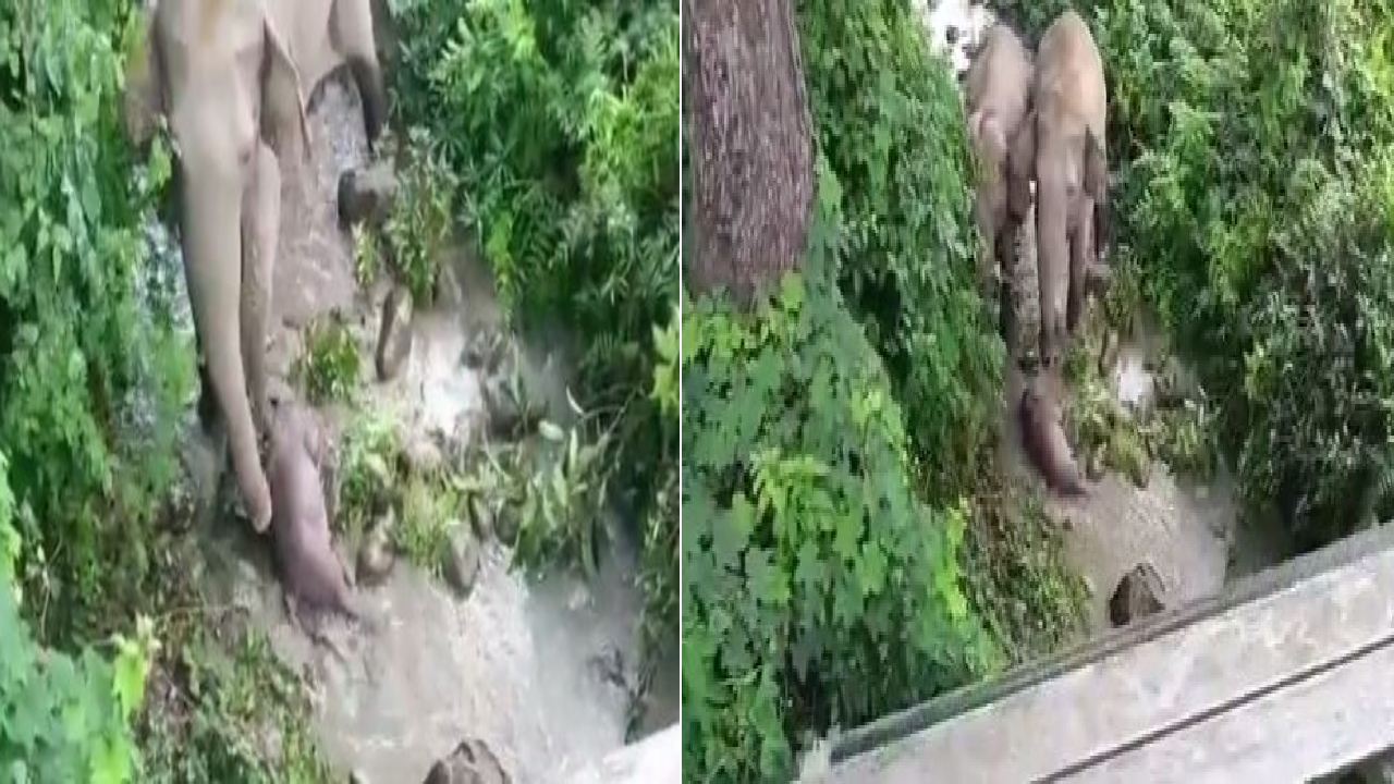 Eephant emotional video : చనిపోయిన బిడ్డను బ్రతికించడానికి ఏనుగు ప్రయత్నం.. అస్సాంలో కన్నీరు పెట్టిస్తున్న వీడియో Eephant emotional video : చనిపోయిన బిడ్డను బ్రతికించడానికి ఏనుగు ప్రయత్నం.. అస్సాంలో కన్నీరు పెట్టిస్తున్న వీడియో