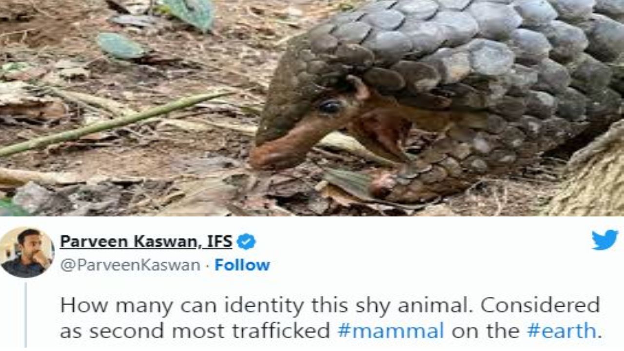 IFS officer Parveen Kaswan : సిగ్గుపడే జంతువుని చూసారా?.. IFS ఆఫీసర్ పర్వీన్ కస్వాన్ షేర్ చేశారు చూడండి.. IFS officer Parveen Kaswan : సిగ్గుపడే జంతువుని చూసారా?.. IFS ఆఫీసర్ పర్వీన్ కస్వాన్ షేర్ చేశారు చూడండి..