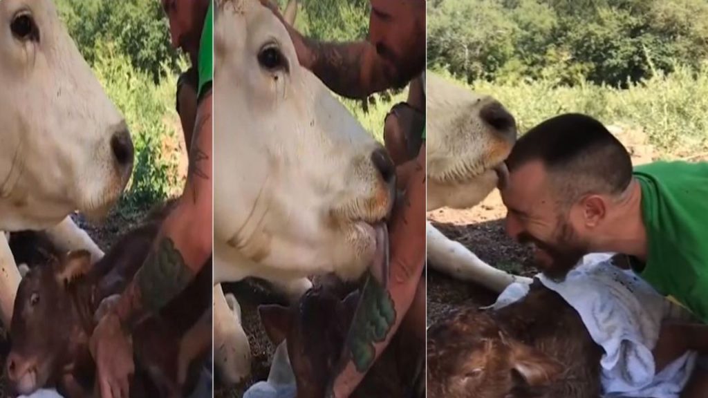 Cow gratitude to man