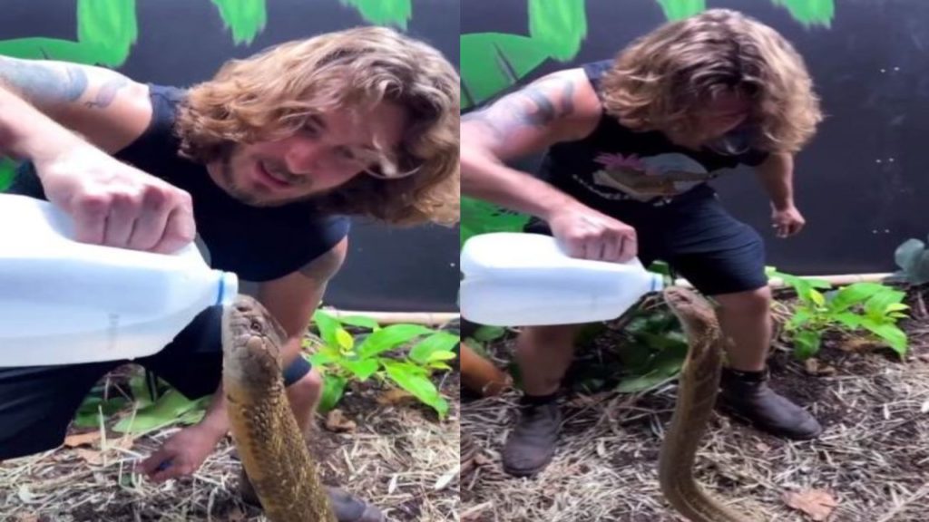 King Cobra