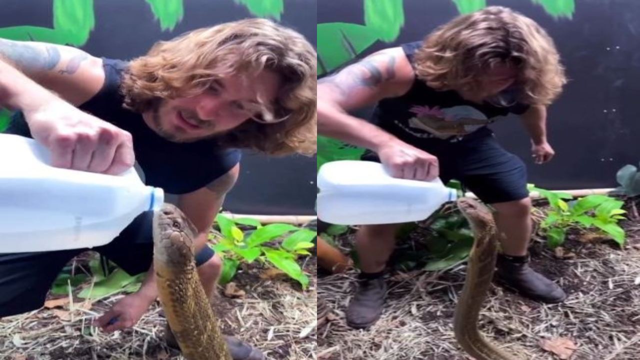 King Cobra : కింగ్ కోబ్రాకు నిర్భయంగా నీళ్లు తాగించిన వ్యక్తి.. షాకైన నెటిజన్లు King Cobra : కింగ్ కోబ్రాకు నిర్భయంగా నీళ్లు తాగించిన వ్యక్తి.. షాకైన నెటిజన్లు