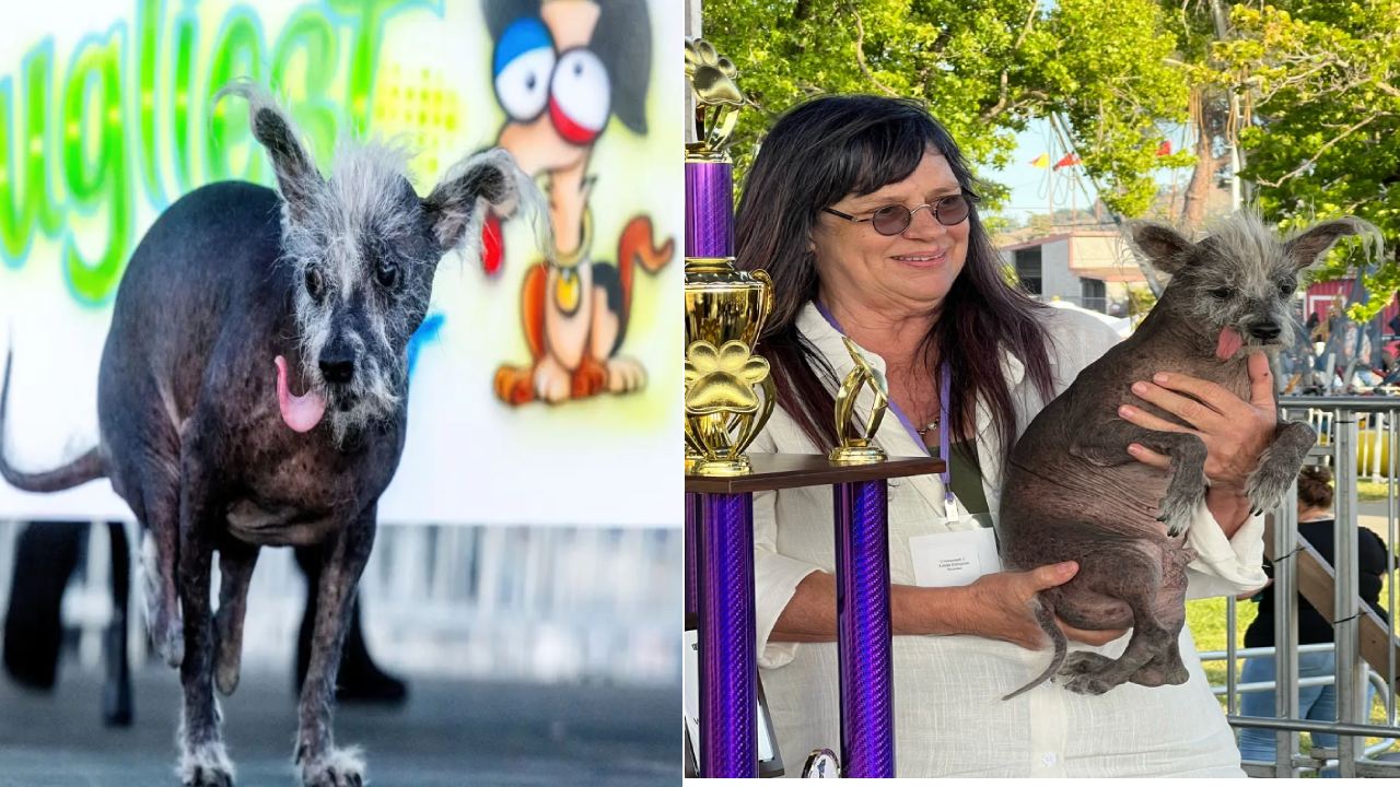 Worlds Ugliest Dog 2023 : ప్రపంచంలోనే అంద వికారమైన శునకంగా గెలుపొందిన ‘స్కూటర్’ అనే డాగ్ Worlds Ugliest Dog 2023 : ప్రపంచంలోనే అంద వికారమైన శునకంగా గెలుపొందిన ‘స్కూటర్’ అనే డాగ్