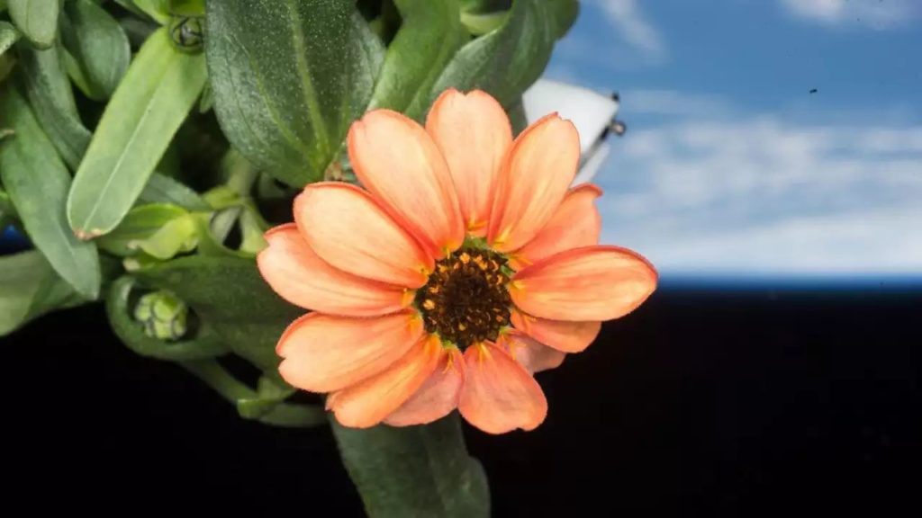 Zinnia Flower