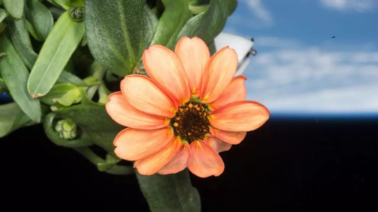 Zinnia Flower : అంతరిక్షంలో పూసిన ‘జిన్నియా’ ఫ్లవర్.. ఫోటో షేర్ చేసిన నాసా Zinnia Flower : అంతరిక్షంలో పూసిన ‘జిన్నియా’ ఫ్లవర్.. ఫోటో షేర్ చేసిన నాసా
