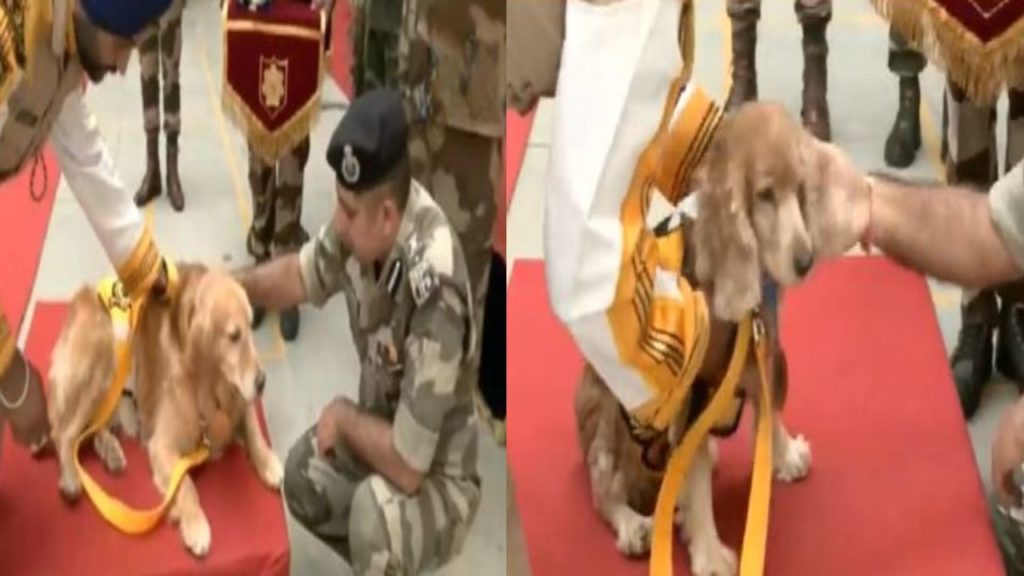 Sniffer Dogs Retirement