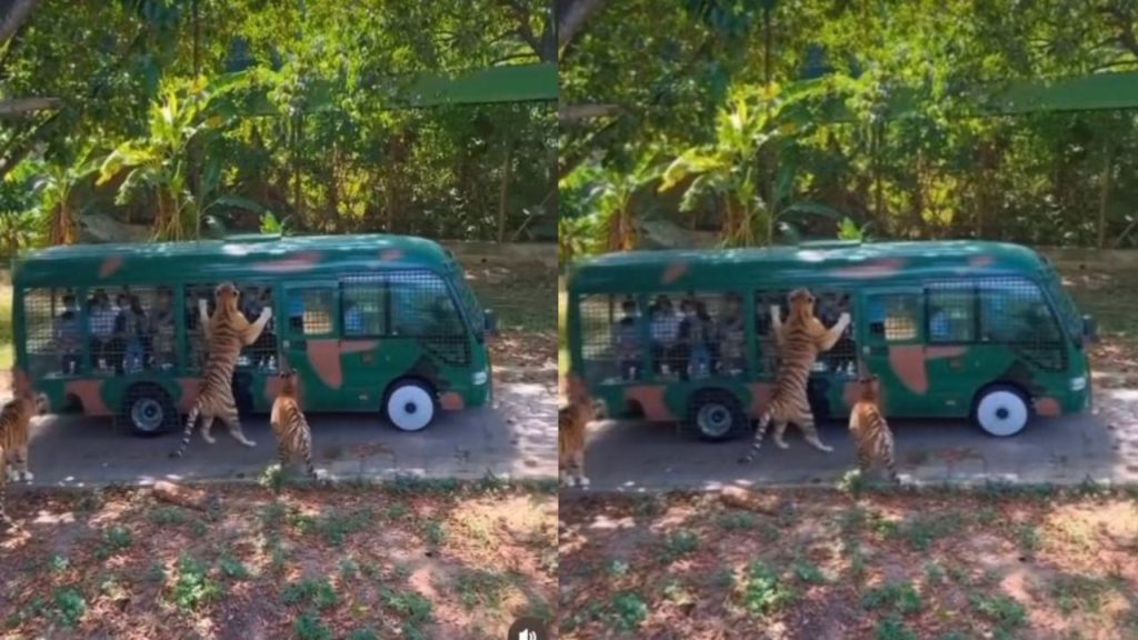 Tigers attacked a tourist bus