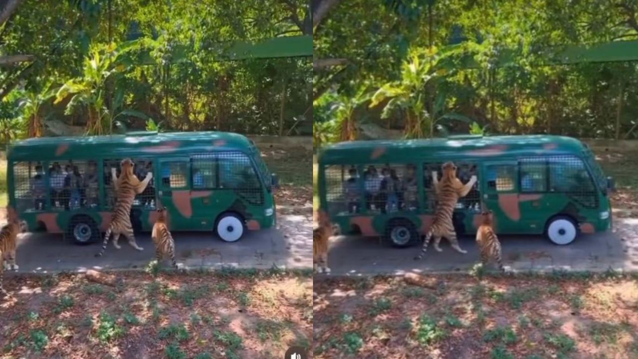 Tigers attacked a tourist bus : టూరిస్టు బస్సును వెంబడించిన పులులు.. వణుకు పుట్టించే వీడియో Tigers attacked a tourist bus : టూరిస్టు బస్సును వెంబడించిన పులులు.. వణుకు పుట్టించే వీడియో