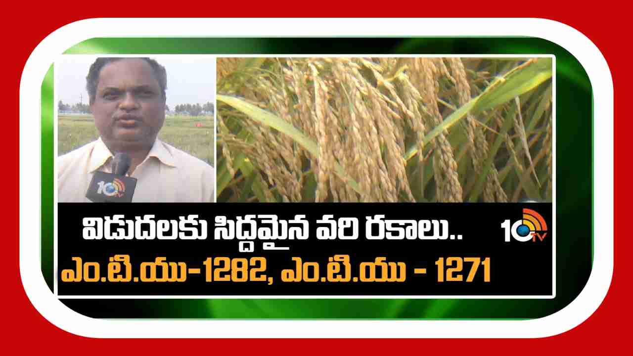 Paddy Cultivation : వరిసాగులో కాలానుగుణంగా మార్పులు.. నూతన వరి వంగడాలను రూపొందిస్తున్న శాస్త్రవేత్తలు Paddy Cultivation : వరిసాగులో కాలానుగుణంగా మార్పులు.. నూతన వరి వంగడాలను రూపొందిస్తున్న శాస్త్రవేత్తలు