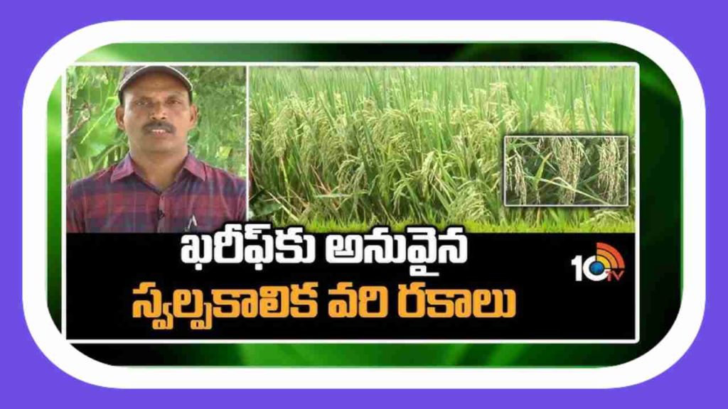 Paddy Crop Cultivation Methods
